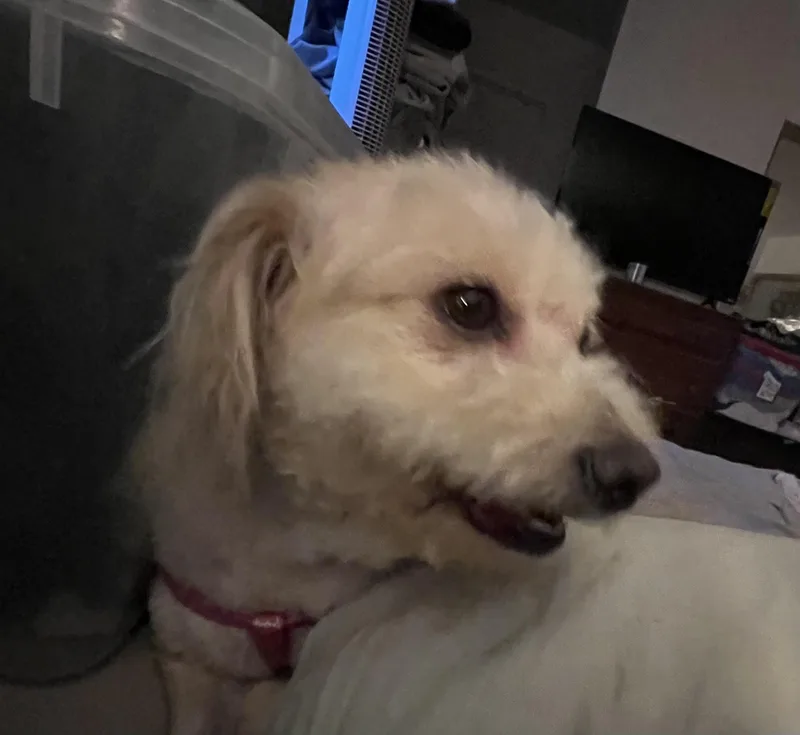 An adult small-sized female Apricot / Beige Poodle dog named Millie for adoption in Las Vegas, NV