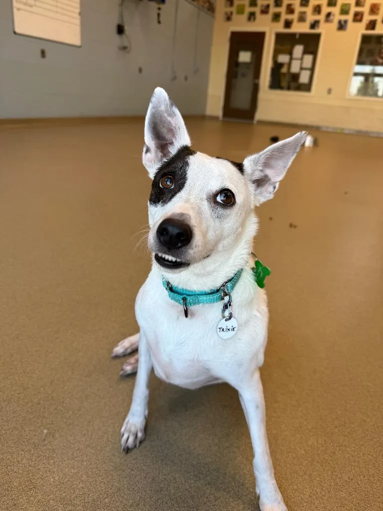 An adult medium-sized female Rat Terrier dog named Trixie for adoption in North Syracuse, NY