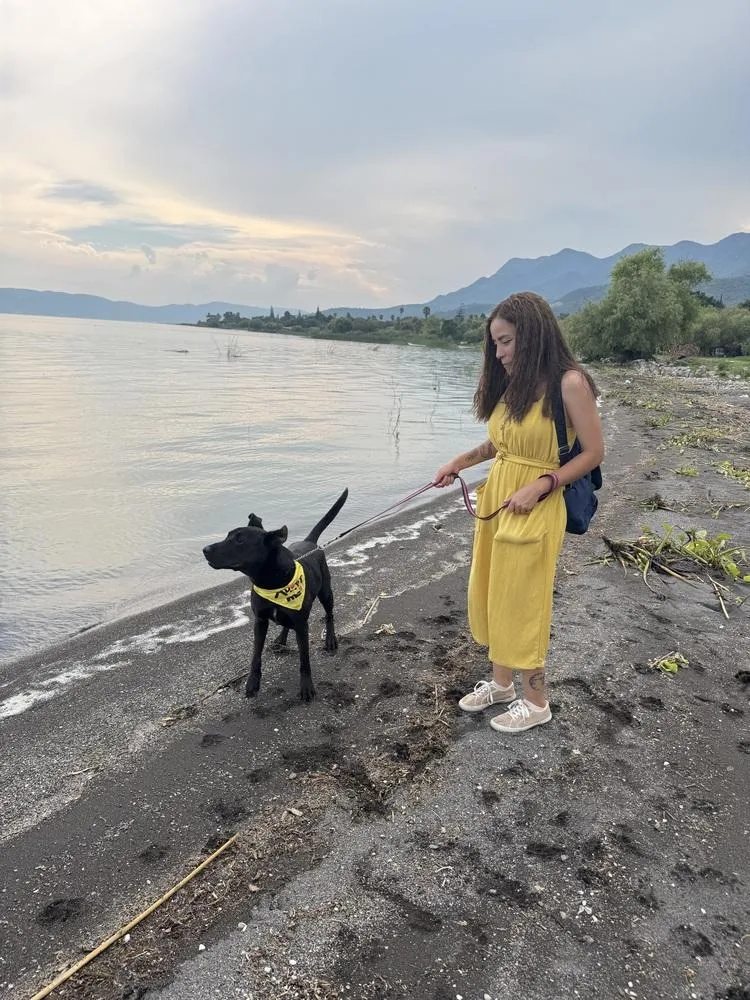 A young medium-sized male Black Labrador Retriever dog named Eugenio for adoption in Gig Harbor, WA