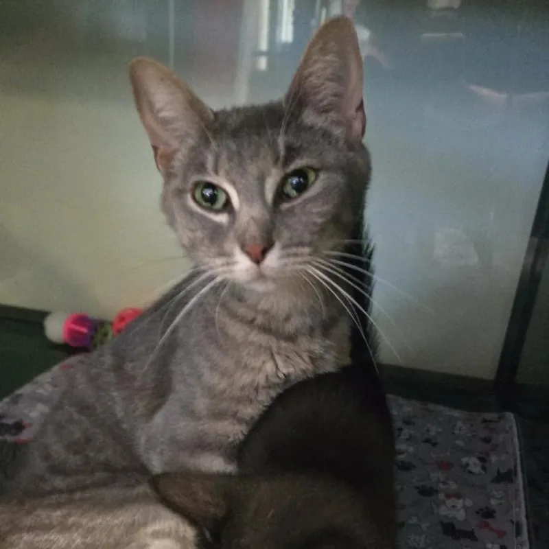 A young small-sized female Gray / Blue / Silver Domestic Short Hair cat named Professor MacGonagoll "Mac" for adoption in Prosper, TX