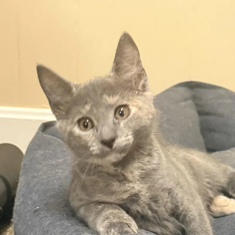 A baby small-sized female Dilute Tortoiseshell Domestic Short Hair cat named Lilian for adoption in East Greenwich, RI