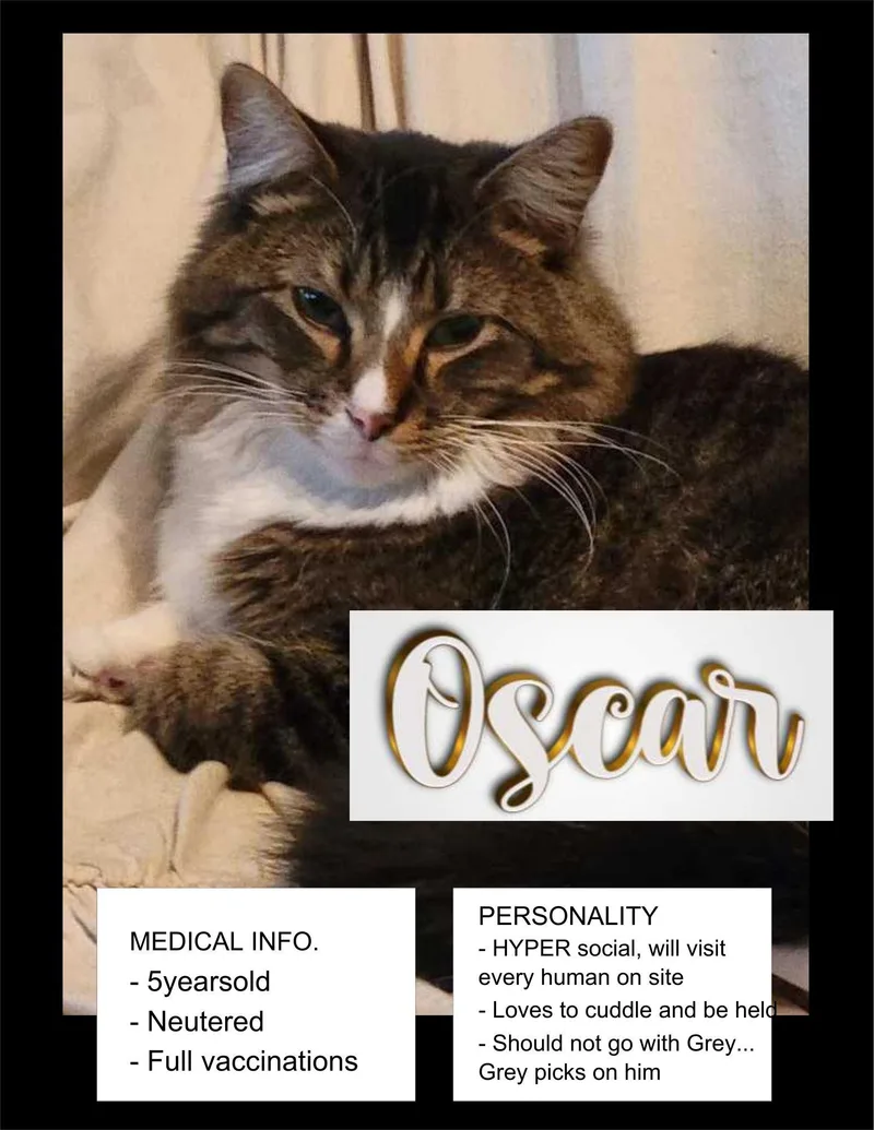 An adult large-sized male American Shorthair cat named Oscar for adoption in Milbank, SD