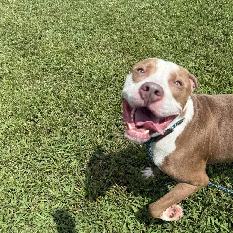 An adult large-sized male Yellow / Tan / Blond / Fawn American Staffordshire Terrier dog named Remy for adoption in Ridgely, MD