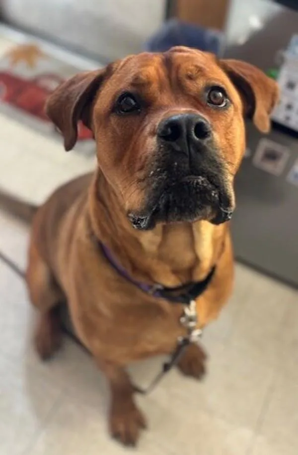 Clifford thumbnail 2