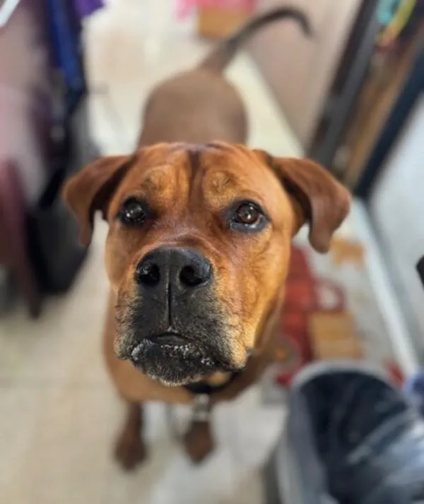 Clifford thumbnail 3