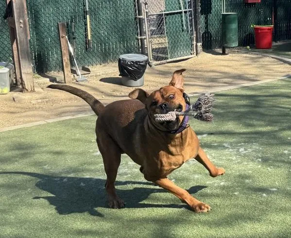 Clifford thumbnail 4