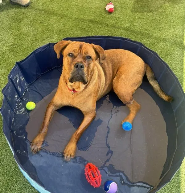 Clifford thumbnail 5