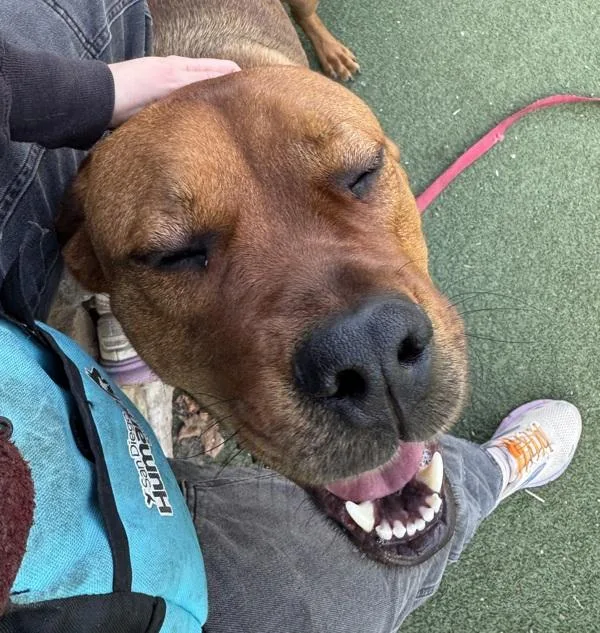 Clifford thumbnail 6