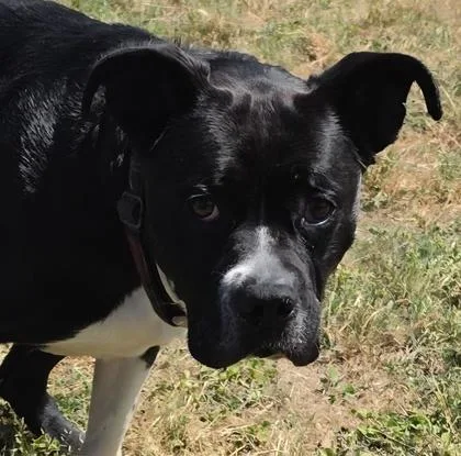 An adult medium-sized female Boxer dog named Nix for adoption in Conway, SC