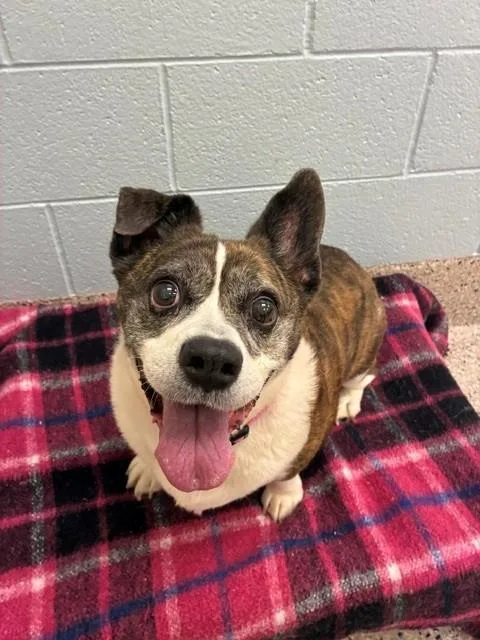 A senior medium-sized female Cardigan Welsh Corgi dog named Annabelle for adoption in Brighton, CO