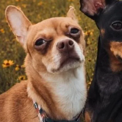 An adult small-sized female Yellow / Tan / Blond / Fawn Chihuahua dog named Chloe B for adoption in Webster, TX