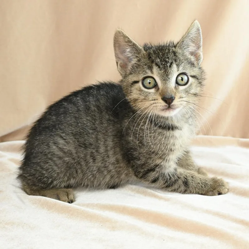 A baby small-sized male Brown / Chocolate Domestic Short Hair cat named Teenie for adoption in Mobile, AL