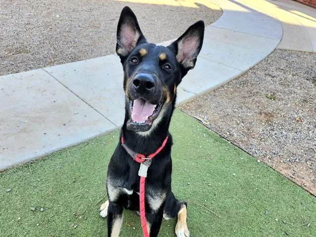 An adult large-sized male German Shepherd Dog dog named Fred for adoption in Phoenix, AZ