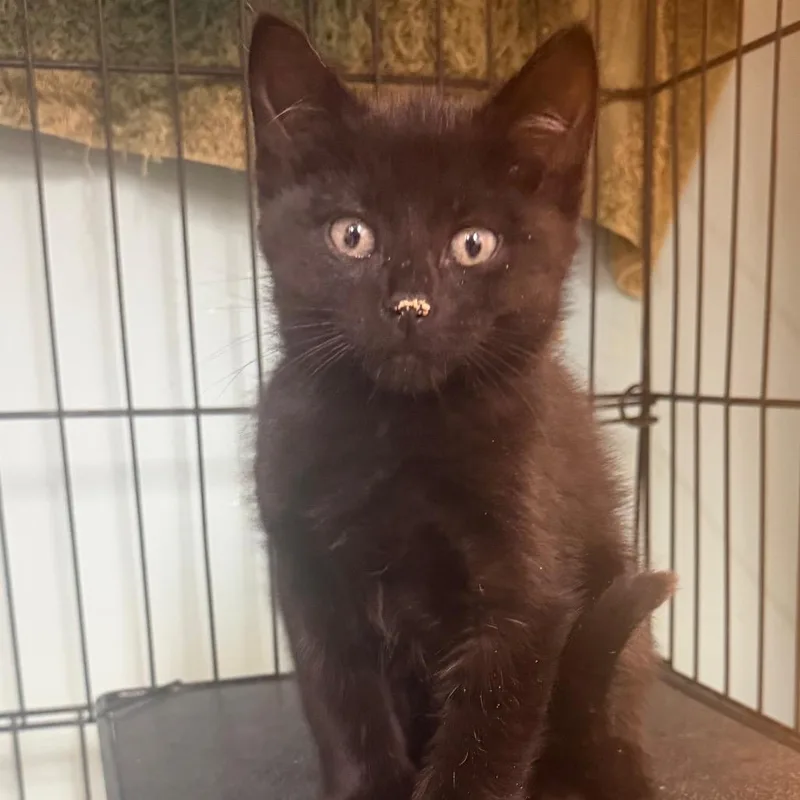 A baby large-sized male Black Domestic Short Hair cat named Big Foot for adoption in Hudson, NY