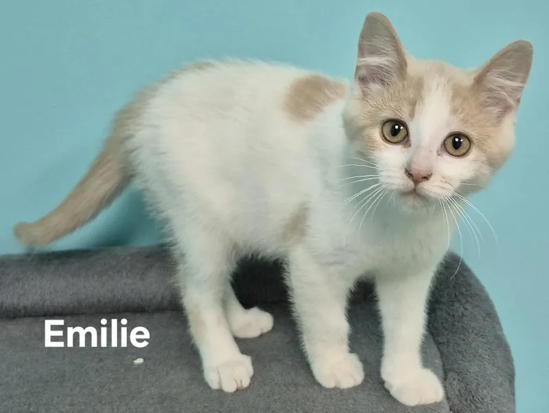 A baby medium-sized female Domestic Short Hair cat named Emilie for adoption in Kendallville, IN