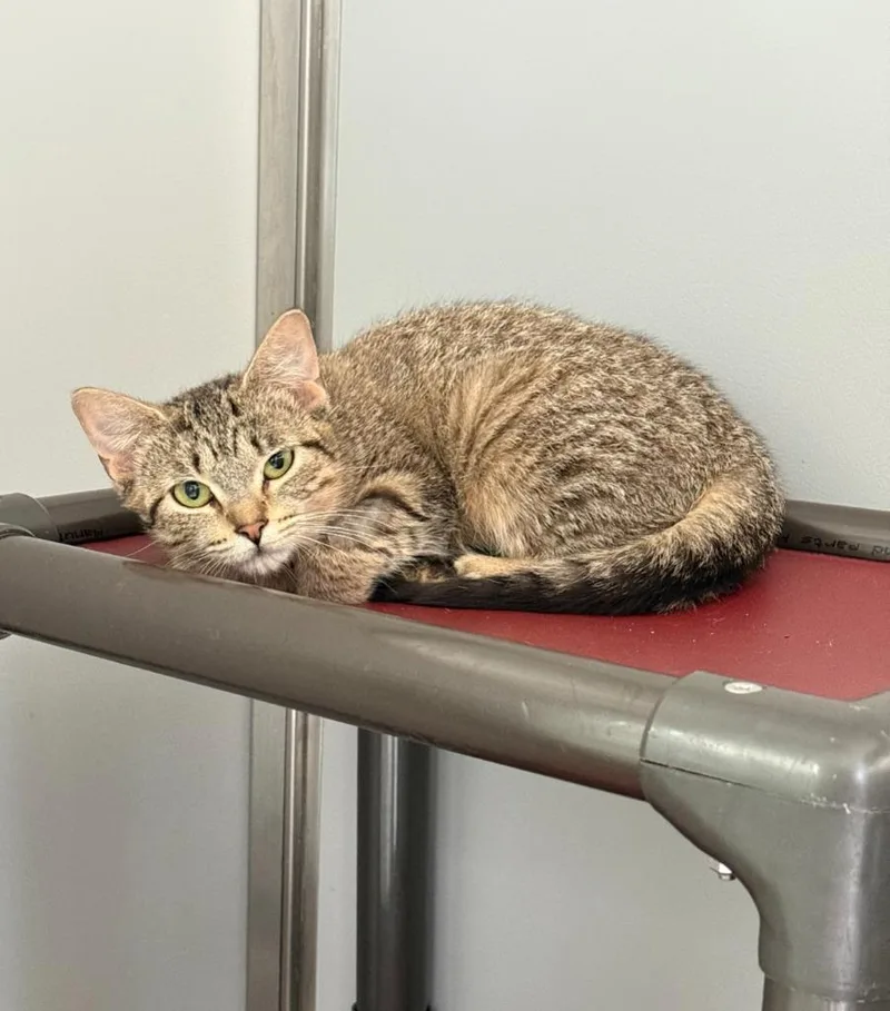 A young large-sized female Domestic Short Hair cat named Mischief for adoption in Viroqua, WI