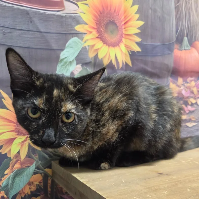 A baby small-sized female Domestic Short Hair cat named Narita for adoption in Normal, IL