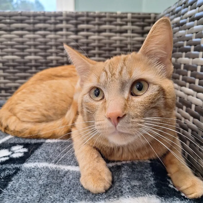 A young medium-sized male Orange / Red Domestic Short Hair cat named Tommy for adoption in Attica, NY
