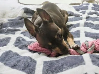 An adult small-sized female Brown / Chocolate Miniature Pinscher dog named Chica for adoption in Leakey, TX