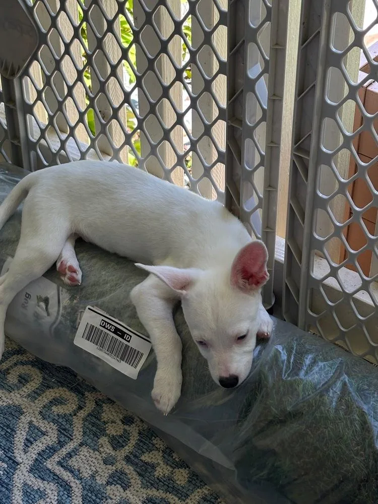 A baby small-sized male White / Cream Chihuahua dog named Charming for adoption in Troy, VA