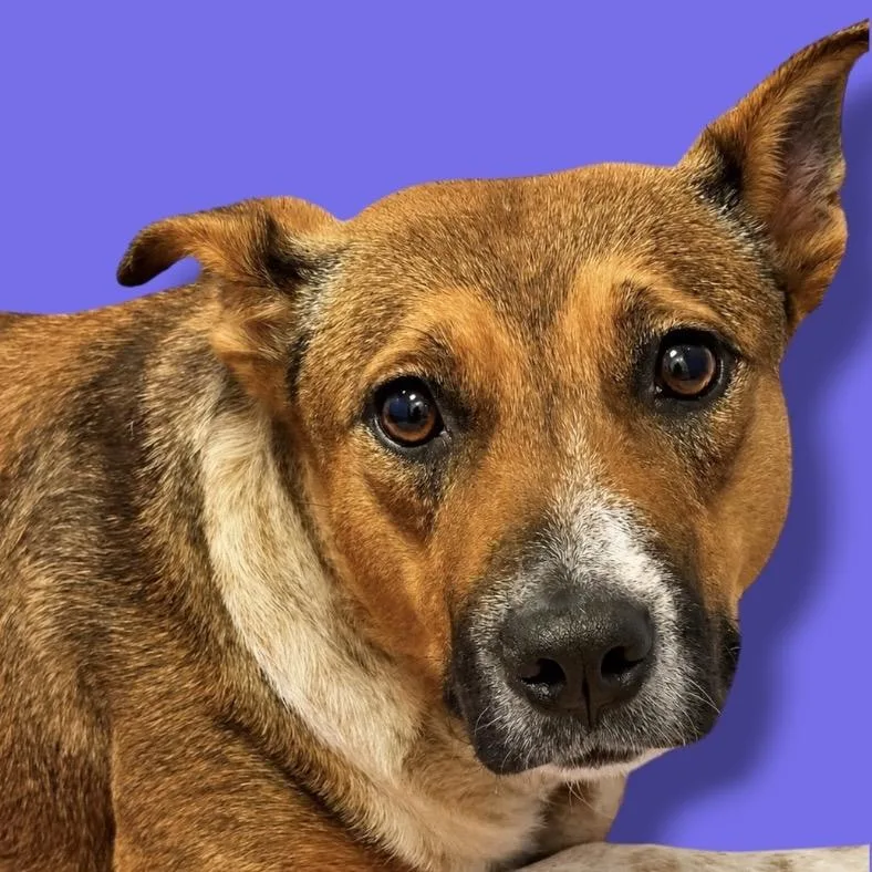 A baby medium-sized female Brown / Chocolate Australian Cattle Dog / Blue Heeler dog named Rosie for adoption in Scottsdale, AZ