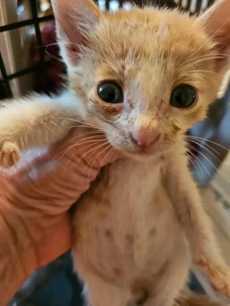 A baby small-sized male Domestic Short Hair cat named Sherbert for adoption in Poplar Grove, IL