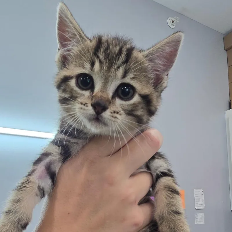 A baby small-sized female Brown / Chocolate Domestic Short Hair cat named Raya for adoption in Fairmont, WV