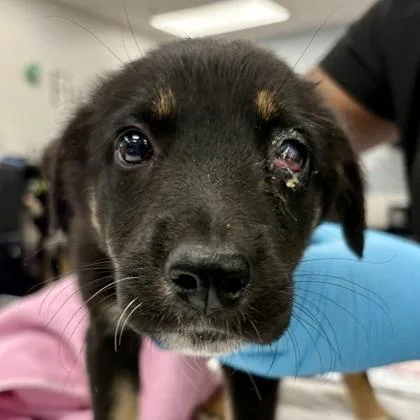 A baby large-sized female German Shepherd Dog dog named Cappuccino for adoption in Sacramento, CA