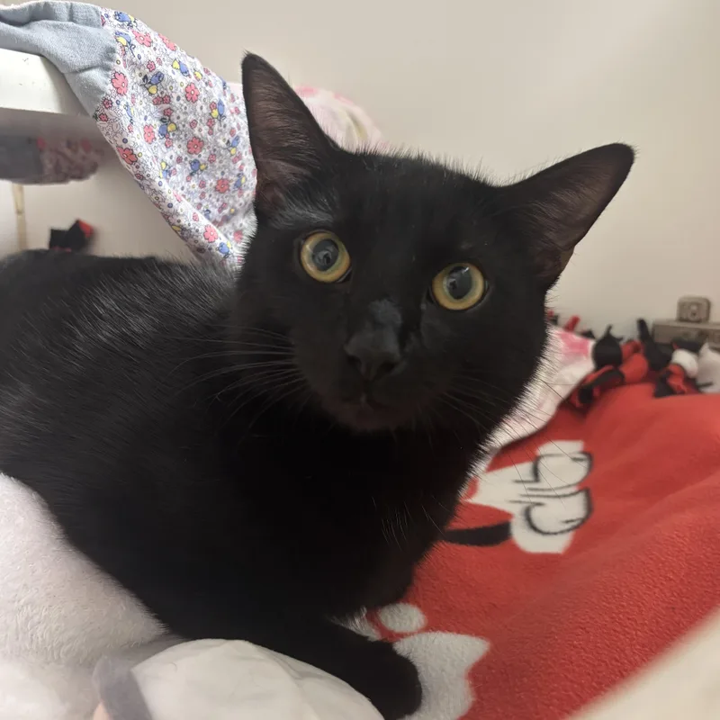 A young medium-sized male Black Domestic Short Hair cat named Wybie for adoption in Reisterstown, MD