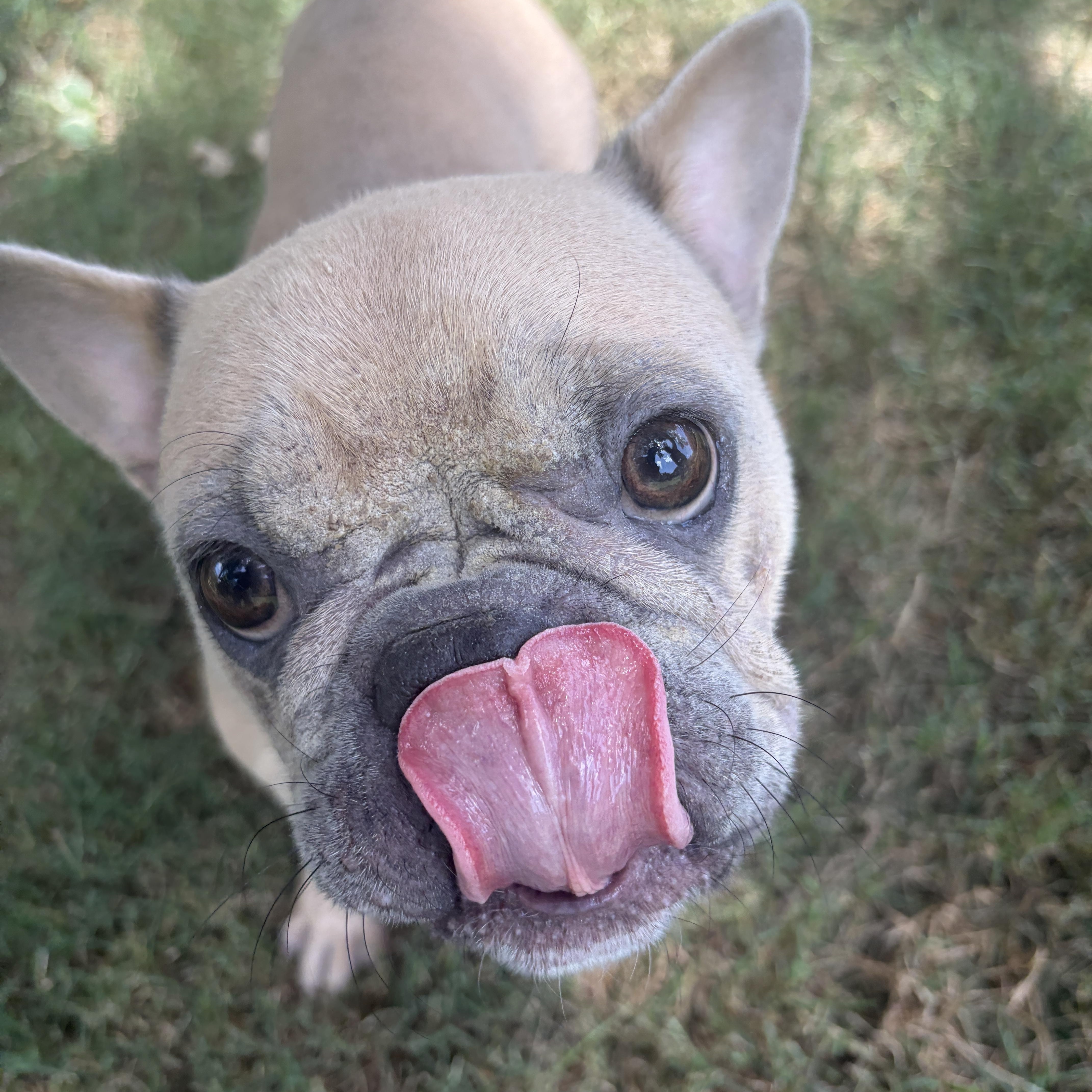A young small-sized female French Bulldog dog named Cinnamon for adoption in Cordova, TN