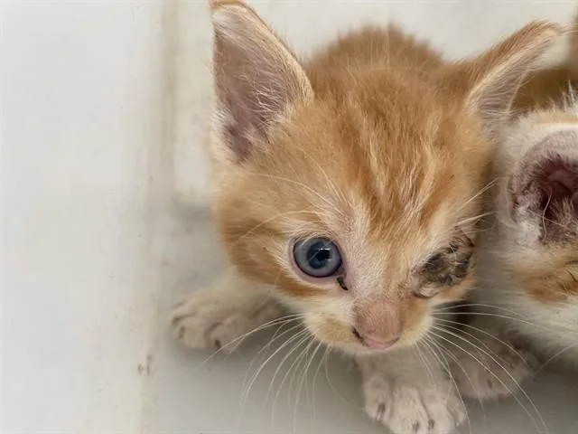A baby small-sized female Domestic Short Hair cat named Michi for adoption in Garland, TX