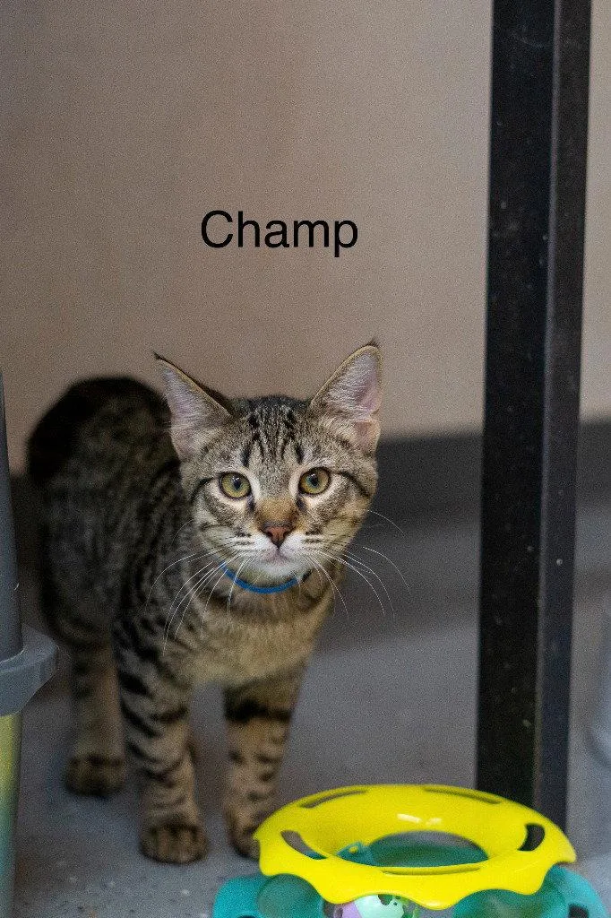Champ thumbnail 2