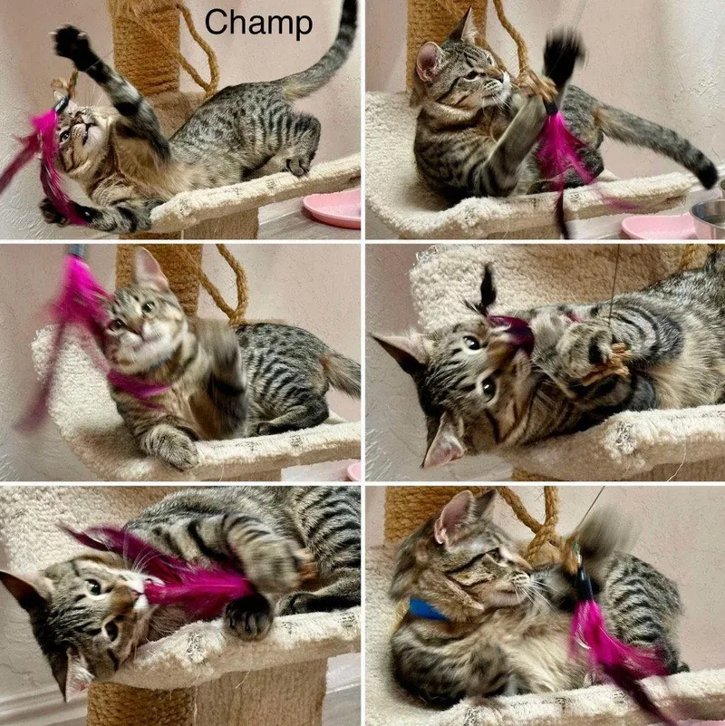 Champ thumbnail 3