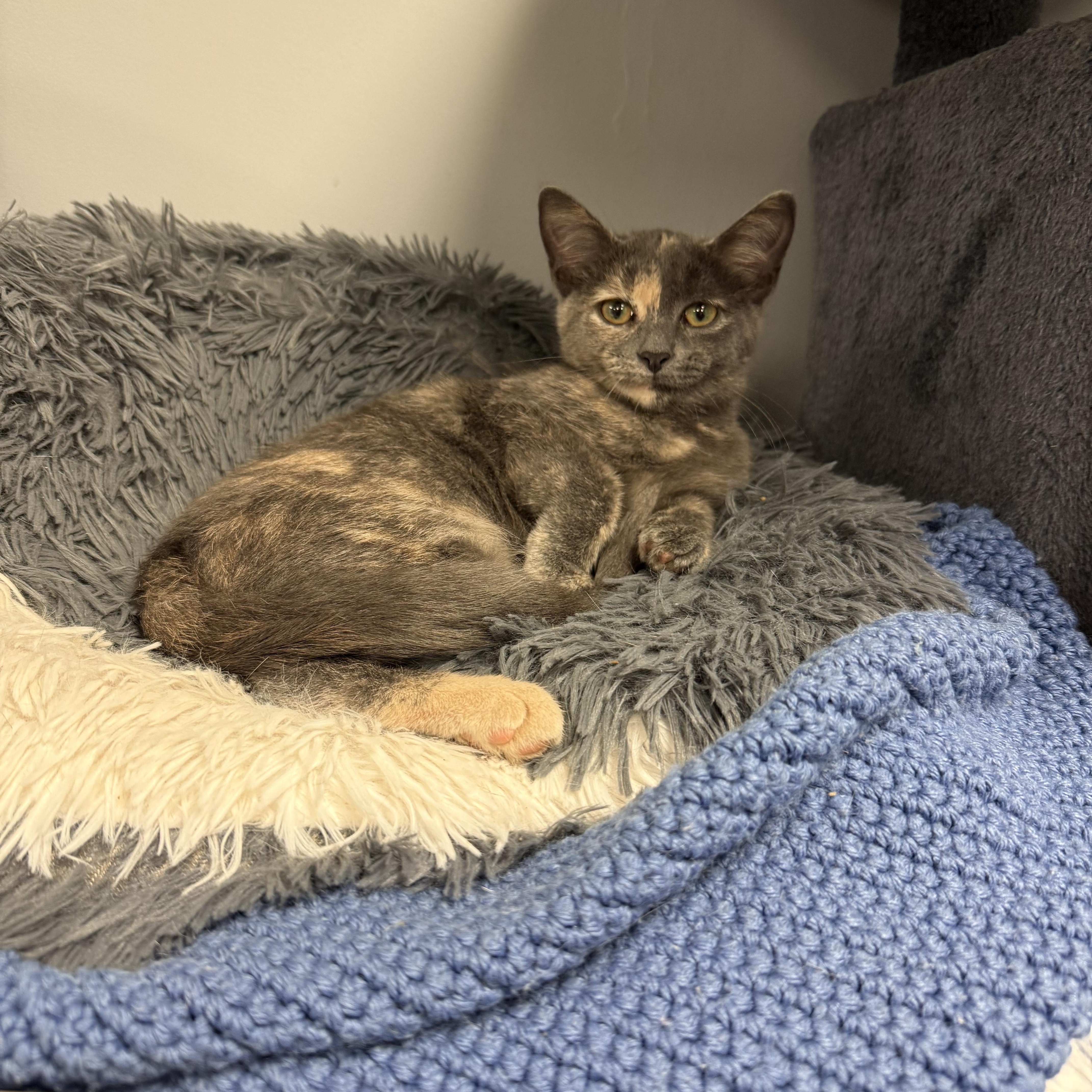 A baby medium-sized female Dilute Tortoiseshell Domestic Short Hair cat named Kazoo for adoption in Hamburg, NY