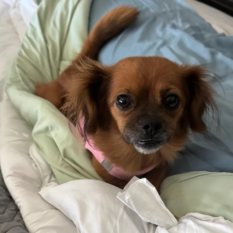 An adult small-sized female Red / Chestnut / Orange Pekingese dog named Sweetie Pie for adoption in Las Vegas, NV