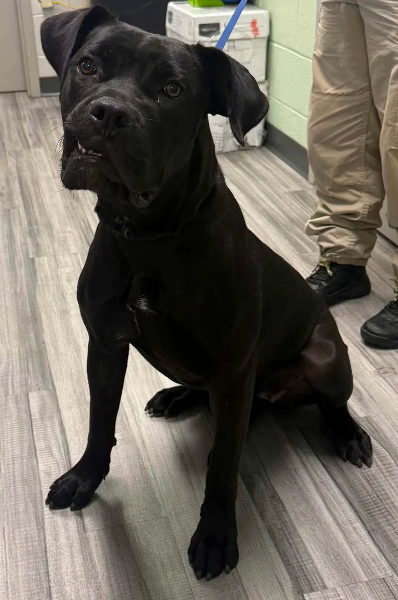 A young extra large-sized female Mastiff dog named Riley for adoption in Covington, GA