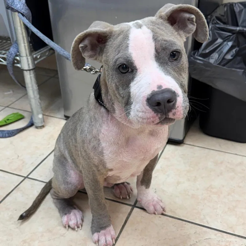 A young medium-sized male Brindle Pit Bull Terrier dog named Jeter for adoption in Birmingham, AL