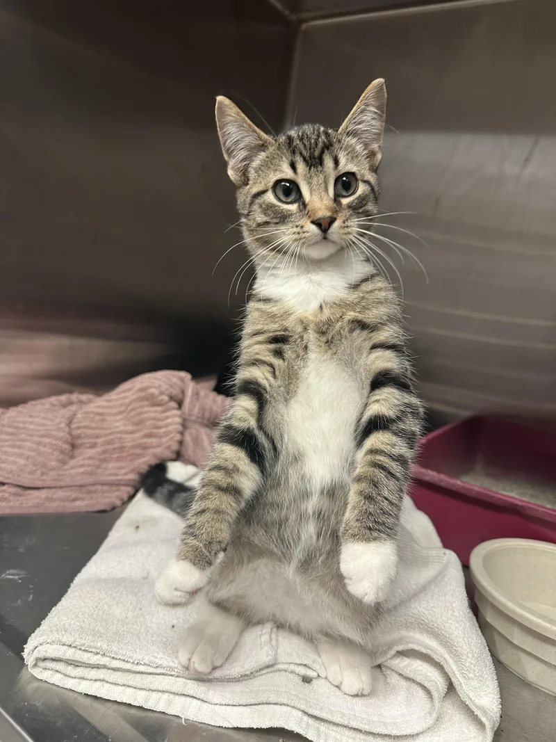 A baby small-sized male Domestic Short Hair cat named The Incident for adoption in Grand Rapids, MI