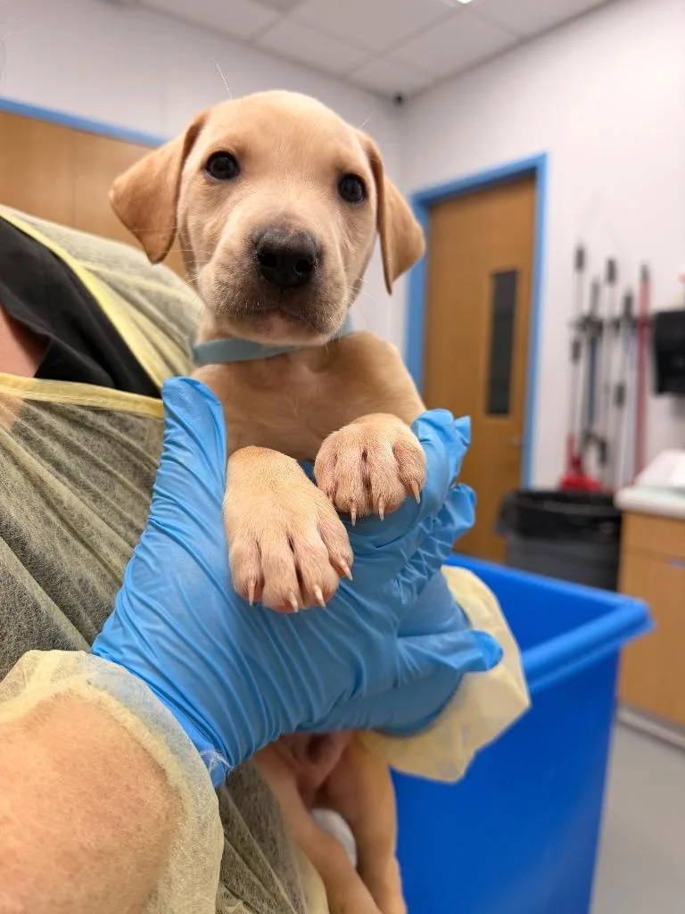 A baby small-sized male Labrador Retriever dog named Briar for adoption in Hartsville, SC