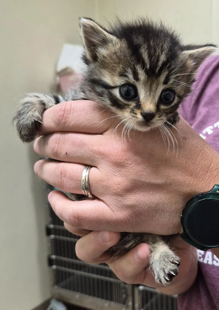 A baby medium-sized female Domestic Short Hair cat named Trix for adoption in Christiansburg, VA