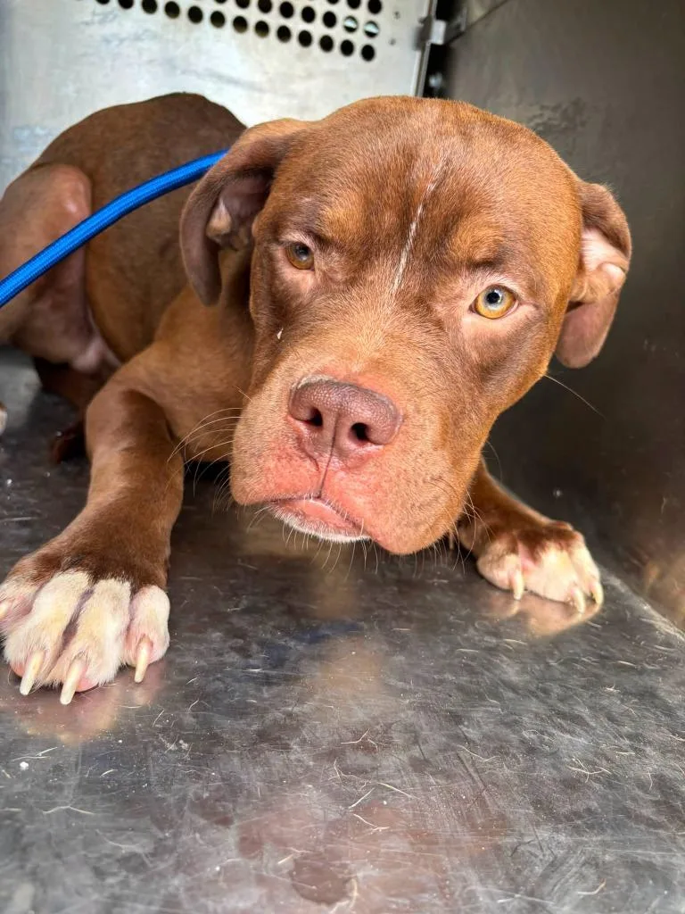 A young medium-sized male Pit Bull Terrier dog named Otis for adoption in Humble, TX