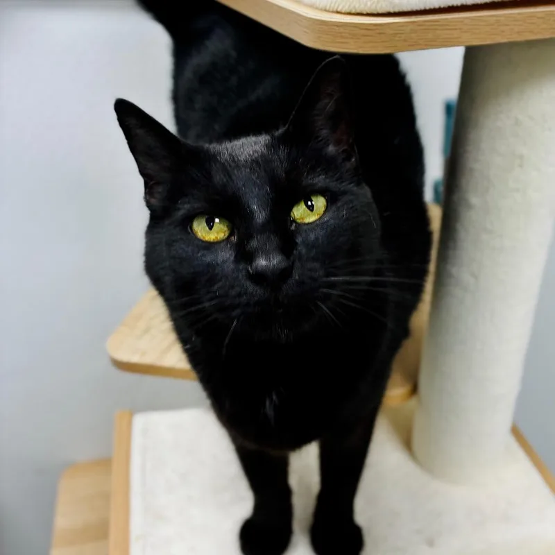 An adult small-sized female Black Domestic Short Hair cat named Midnight for adoption in Lebanon, MO