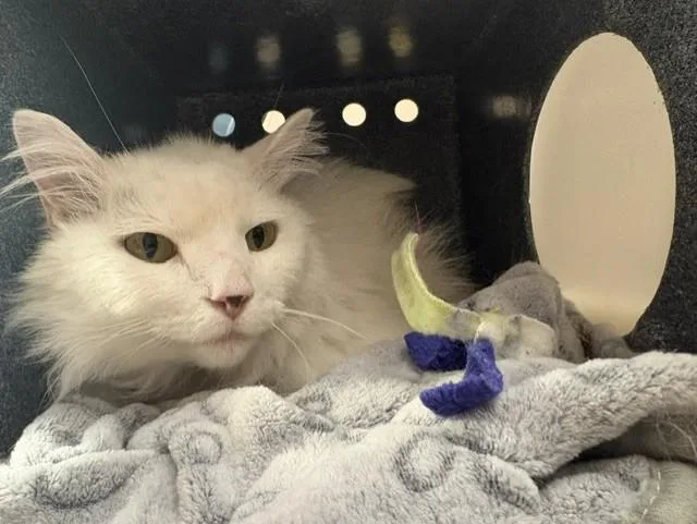 An adult medium-sized female Domestic Long Hair cat named Athena for adoption in Colorado Springs, CO