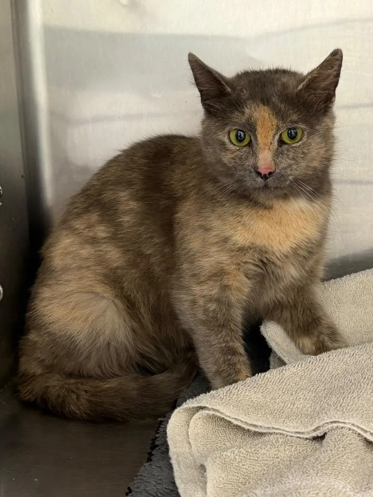 A young medium-sized female Domestic Short Hair cat named Kimiko for adoption in Glenfield, NY