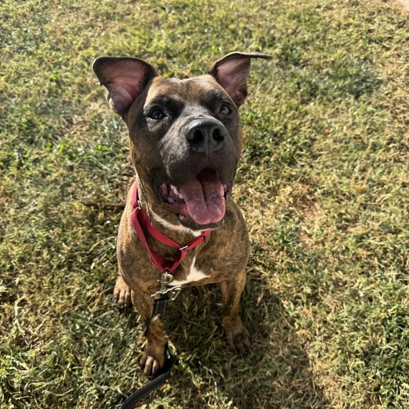 Tater Tot thumbnail 2