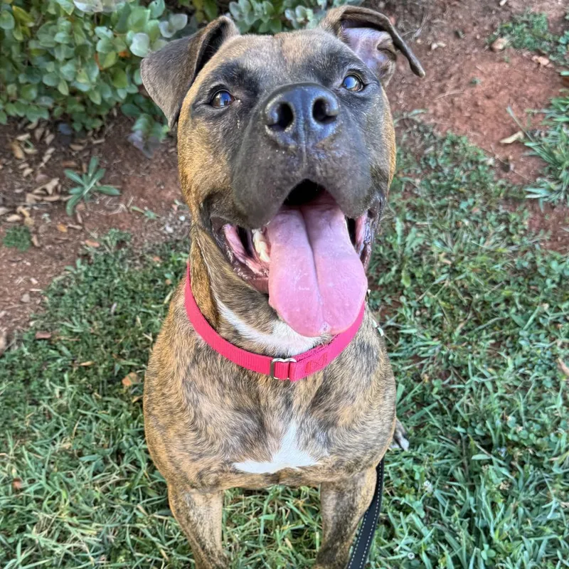 Tater Tot thumbnail 4