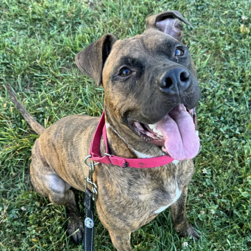 Tater Tot thumbnail 5