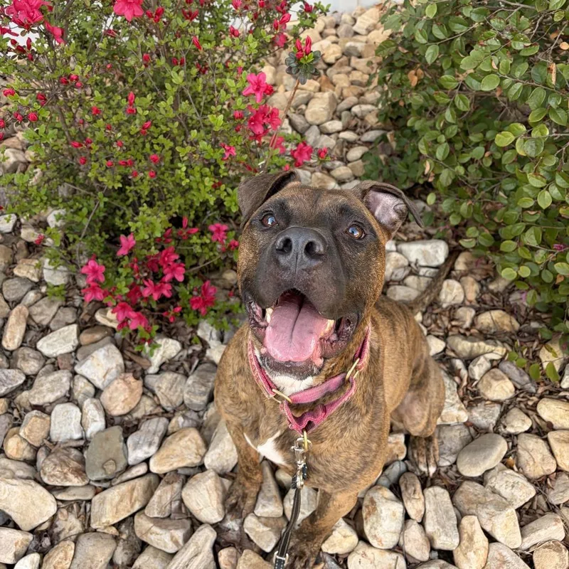 Tater Tot thumbnail 6