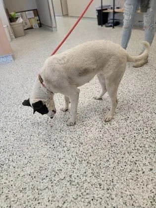 An adult medium-sized female Shepherd dog named Bristol for adoption in Fergus Falls, MN