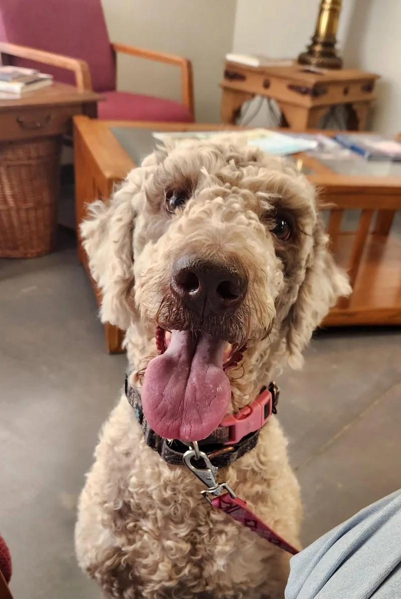 An adult large-sized female Standard Poodle dog named Journey for adoption in Clinton, OK